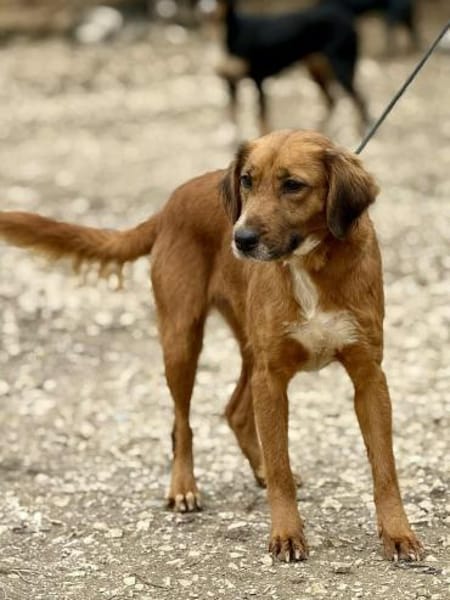 Arielle - die kleine Meerjungfrau