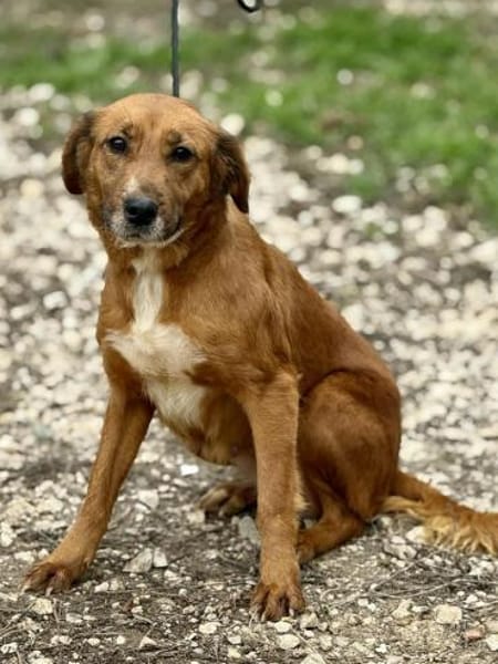 Arielle - die kleine Meerjungfrau