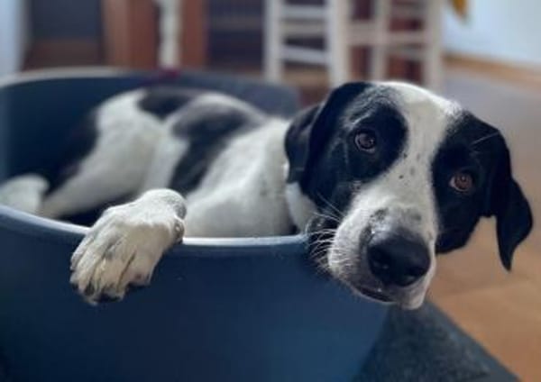 Speckbert, geb. 02/2021, 58636 Iserlohn