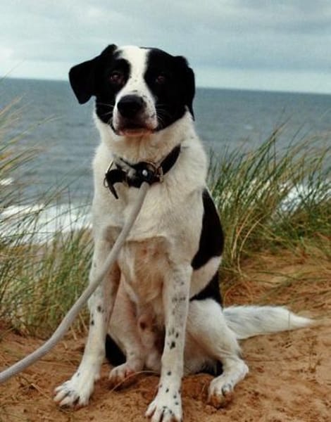 Speckbert, geb. 02/2021, 58636 Iserlohn