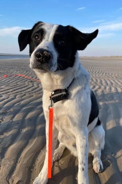 Speckbert, geb. 02/2021, 58636 Iserlohn