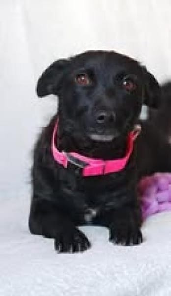 💕Linda💕 sucht ihre Familie💕🐾