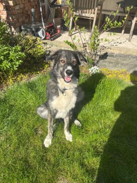 Vermittlungshilfe für Rex🐶