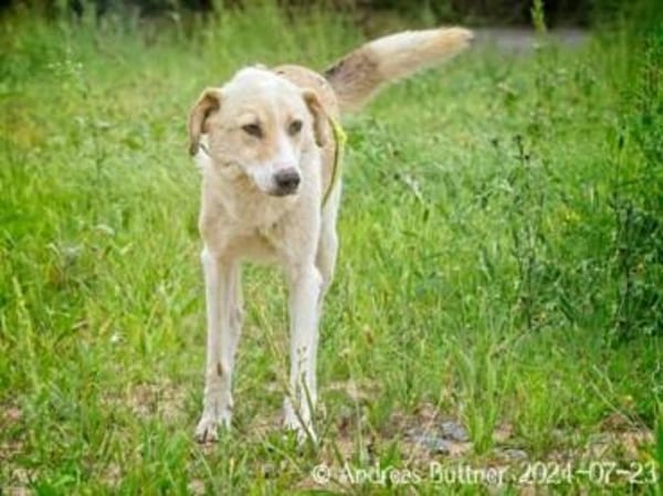 Raki ist ein liebevoller Hund