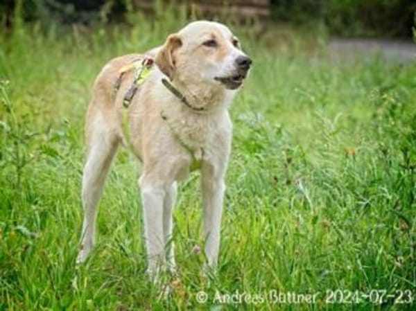 Raki ist ein liebevoller Hund