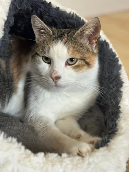 Liebe Glückskatze LISA 3,5 Jahre