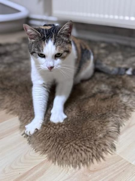 Liebe Glückskatze LISA 3,5 Jahre