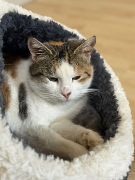 Liebe Glückskatze LISA 3,5 Jahre