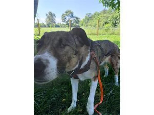 Milas  wartet in 63533 Mainhausen