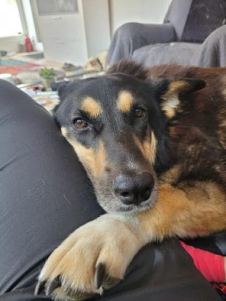 JESSY - zurück im Leben