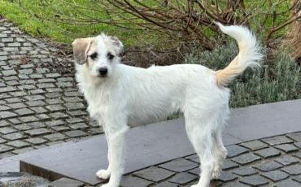 Clyde: Kleiner Kerl mit großem Herz