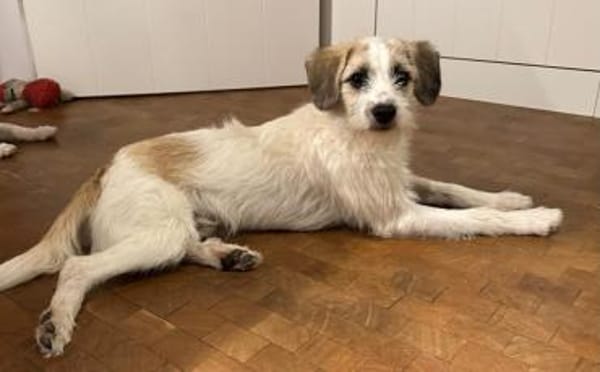 Clyde: Kleiner Kerl mit großem Herz