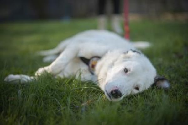Frohnatur Atlas wartet auf dich!