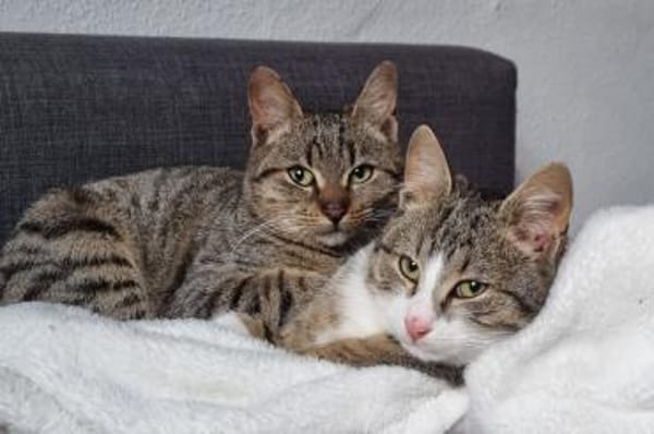 Joey & Olli 💗 warten in 44809 Bochum