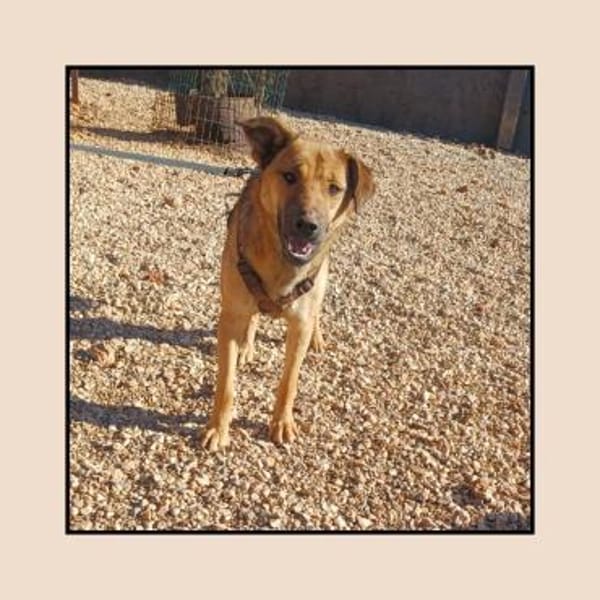 Katzenverträgliche Junghündin sucht DICH