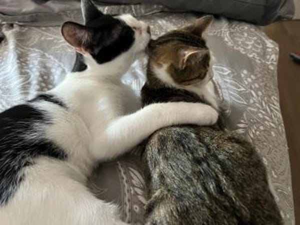 Unsere süßen Geschwisterchen Liv + Vidar