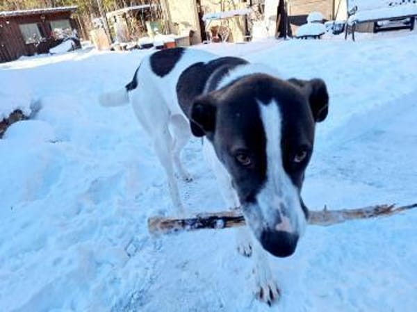 Raja sucht ihr Für-Immer-Zuhause