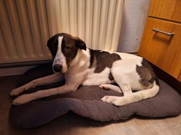 Raja sucht ihr Für-Immer-Zuhause