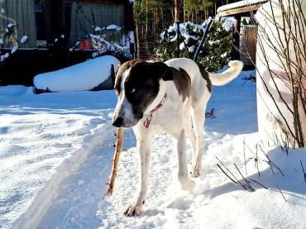 Raja sucht ihr Für-Immer-Zuhause