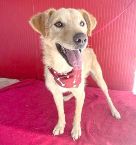 ❤liebenswerter FRENKI erlebte die Hölle