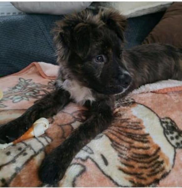 Pixel sucht ein tolles Zuhause