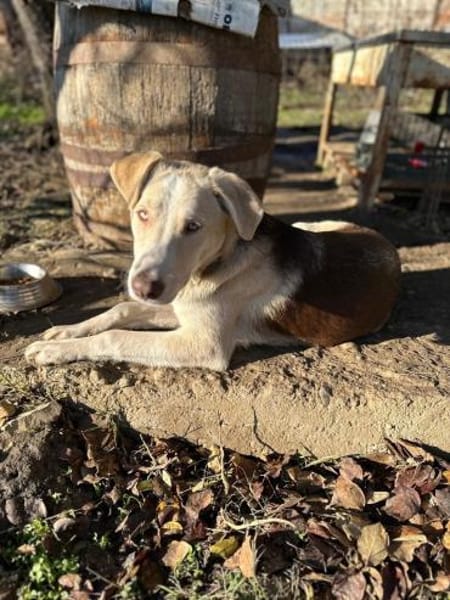 Edy sucht eine Pflegestelle Neuss +50km