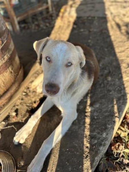 Edy sucht eine Pflegestelle Neuss +50km