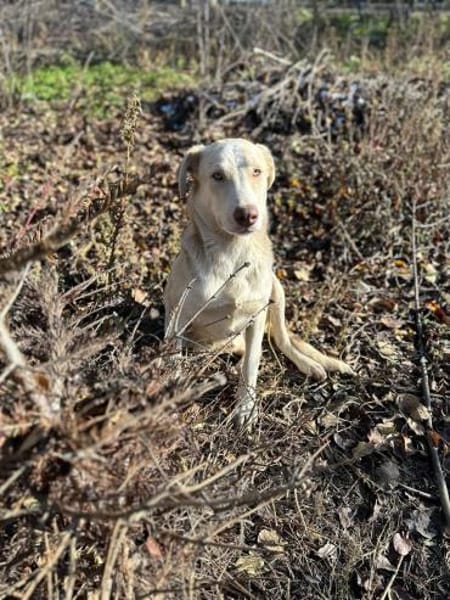 Edy sucht eine Pflegestelle Neuss +50km