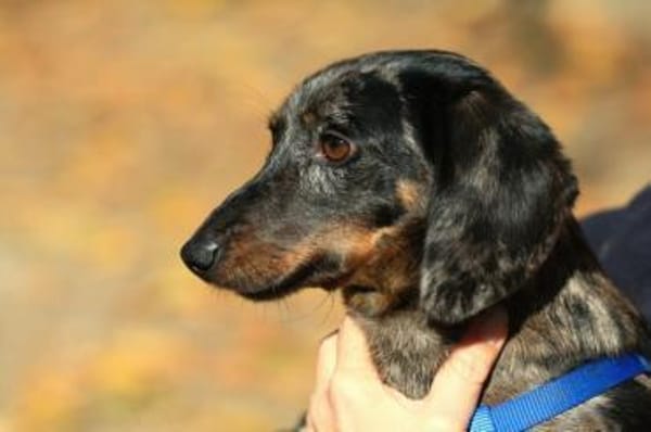 Timmy sucht einfühlsame Menschen