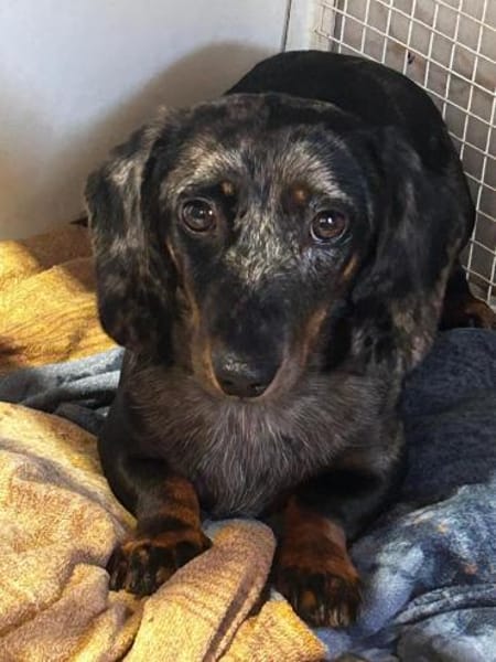 Timmy sucht einfühlsame Menschen