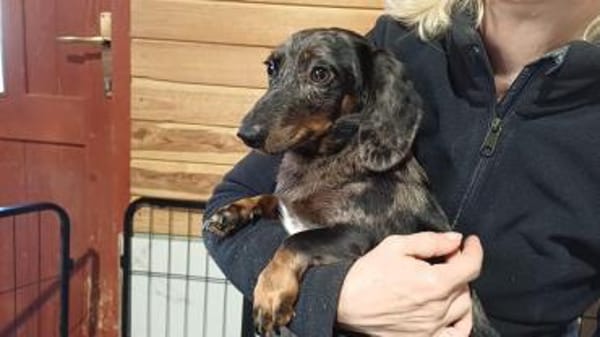 Timmy sucht einfühlsame Menschen