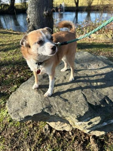 Fetita sucht Zuhause