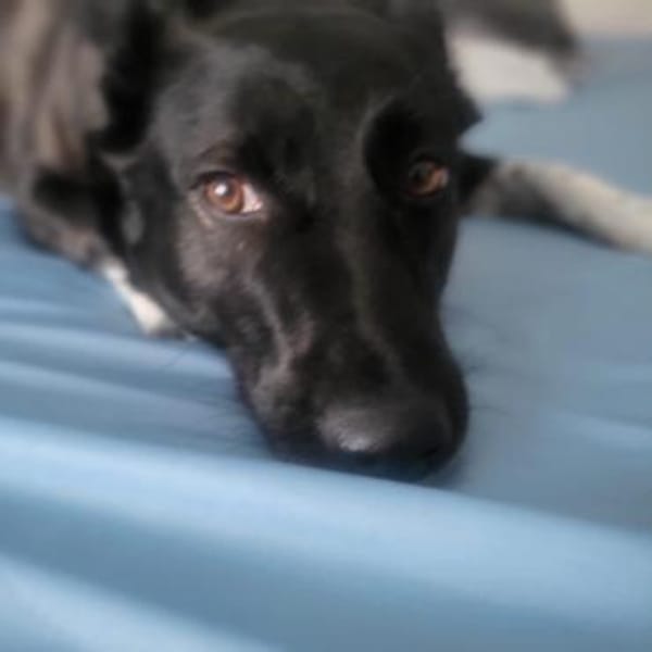 JOY wartet auf Euch in 96361 Steinbach