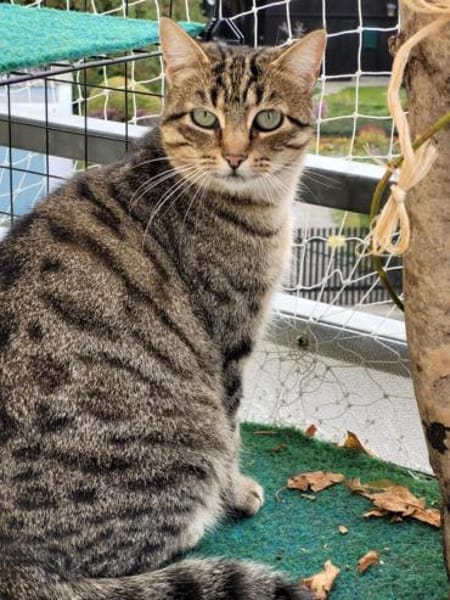 Tigermädchen Flia sucht ihre Familie