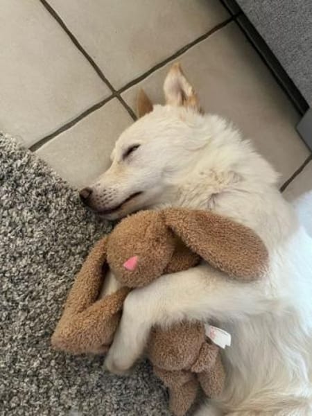 PAMUK -rundum tolles Hundekind-