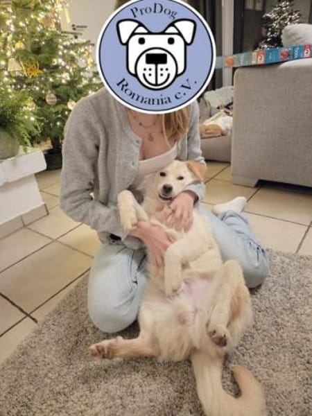 PAMUK -rundum tolles Hundekind-