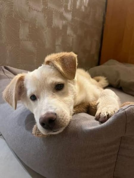 PAMUK -rundum tolles Hundekind-