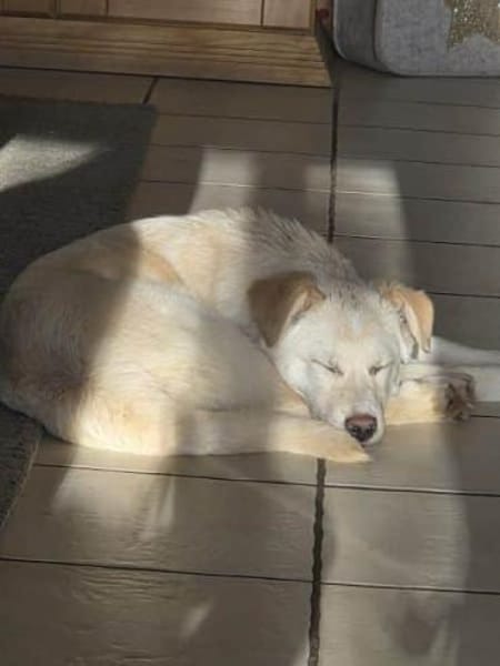 PAMUK -rundum tolles Hundekind-