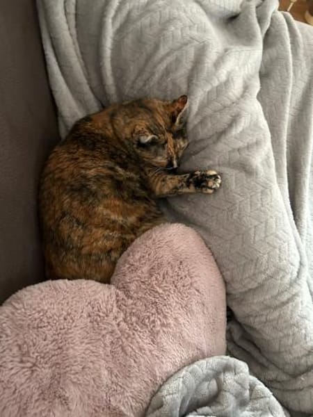 Einzelprinzessin NOVA will Ankommen