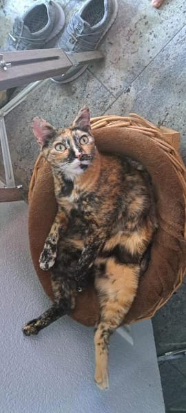 Einzelprinzessin NOVA will Ankommen