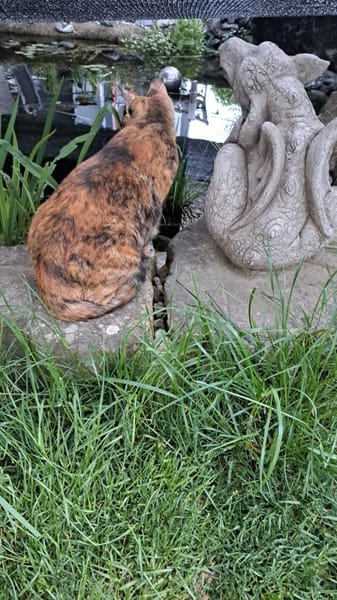 Einzelprinzessin NOVA will Ankommen