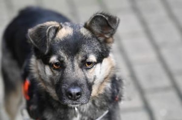 SUGAR - süß wie Zucker