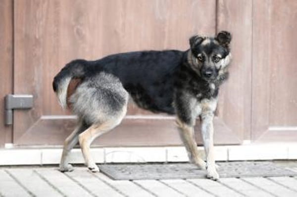 SUGAR - süß wie Zucker