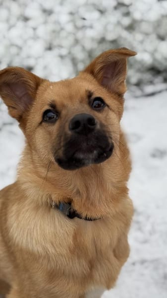 Pauli sucht sein Zuhause