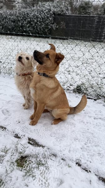 Pauli sucht sein Zuhause