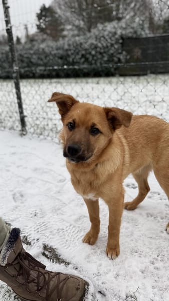 Pauli sucht sein Zuhause