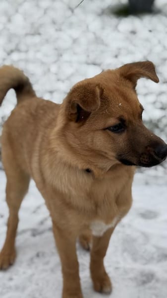 Pauli sucht sein Zuhause