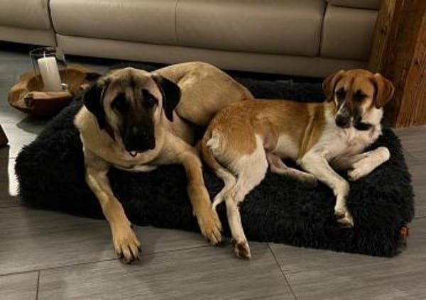 Ziggy - cool und gelassen und freundlich