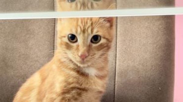 Unser süßer kleiner Herzensbrecher Hitch