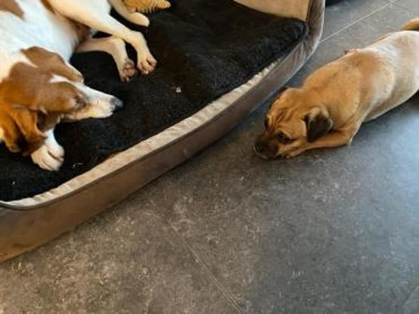 LUCIO ❤ liebevoller Sabueso, Köln